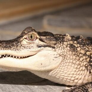 Krokodýli v Holešovicích